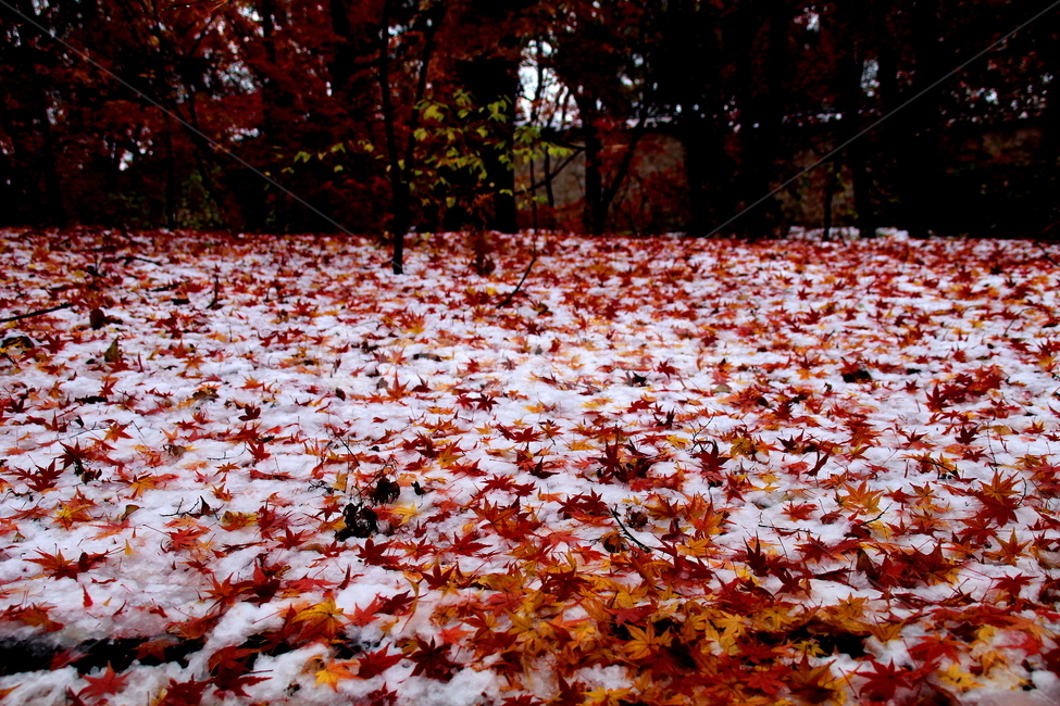 풍경,겨울,계절,나무,식물,겨울,계절,winter,season