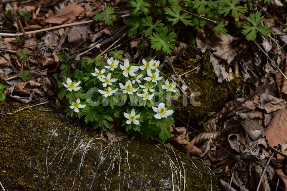모데미풀,야생화,봄,꽃,풀꽃,자연,식물,식생,plants,nature,spring,season,flower