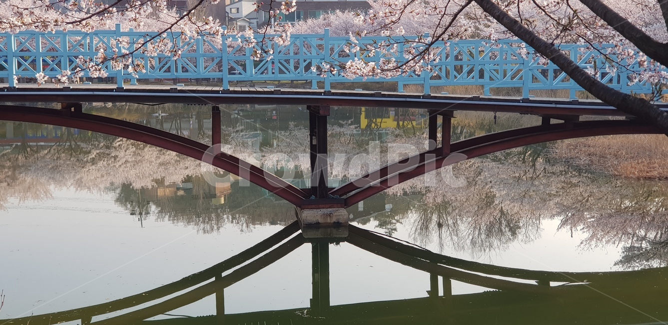 다리,bridge,building,건물,봄꽃