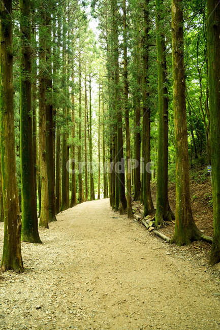 삼나무,삼나무길,나무,초록,청량,보성녹차밭,길,산길,자연,nature,수직,대한다원,자연,풍경,nature,landscape,한국자연풍경,한국자연경관,korea nature landscape,휴식,힐링,rest,relaxation,healing,dirt road,흙길,gravel,자갈,road,도로,path,통로