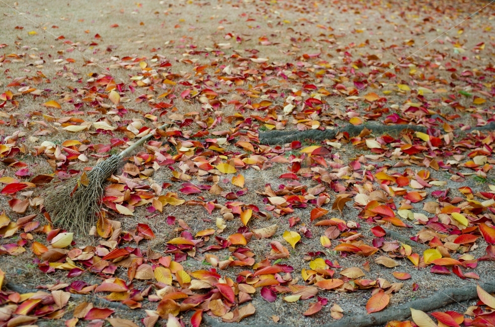 가을,낙엽,붉음,빗자루,단풍,감성,느낌,사진,가을,계절,fall,autumn,season,leaf,잎,plant,식물,blossom,꽃,petal,꽃잎,flower,ground,바닥