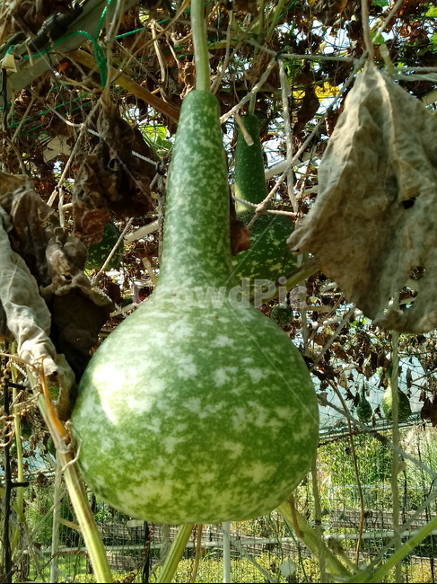 열매,박,식물,넝쿨식물,일년생초본식물,표주박,과일,열매,fruit