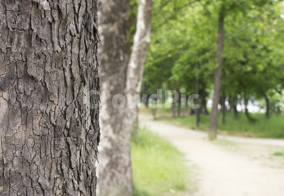 tree,나무,treetrunk,나무줄기,plant,식물,자연,휴식,여유로움,깔끔함,나무겉면,겉나무,나무껍질,공원,공원나무,낮,화창,낮의나무
