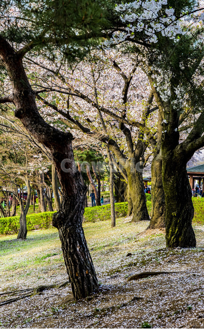 봄,벚꽃,만개,용인,호암미술관,나들이,소풍,자연풍경,봄,계절,spring,season,꽃,flower,나무,trees,wood,tree,tree trunk,나무 줄기,plant,식물