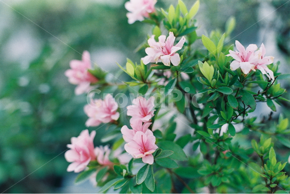 꽃,필름,필름카메라,철쭉,자연,봄,계절,spring,season,식물,자연,plants,nature,꽃,flower,감성,sensible,feeling,geranium,제라늄,plant,blossom