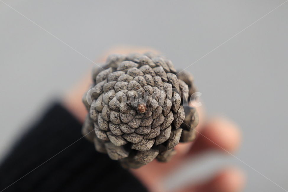 솔,패턴,확대,소나무,근접샷