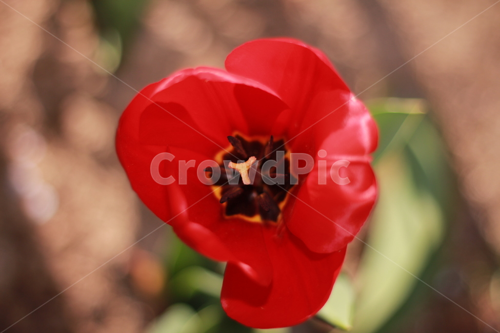 꽃,봄꽃,식물,flower,plants,봄,계절,spring,season,식물,자연,plants,nature,꽃,flower,plant