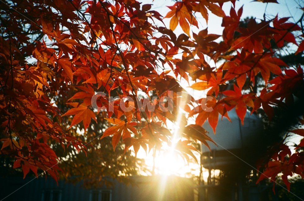 가을,낙옆,단풍,햇살,하늘,필름사진,가을,계절,fall,autumn,season,식물,자연,plants,nature,leaf,잎,plant,tree,나무