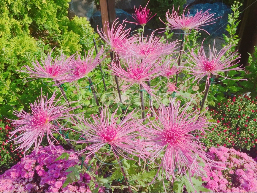 꽃,자연,식물,봄,flower,nature,식물,자연,plants,nature,꽃,flower