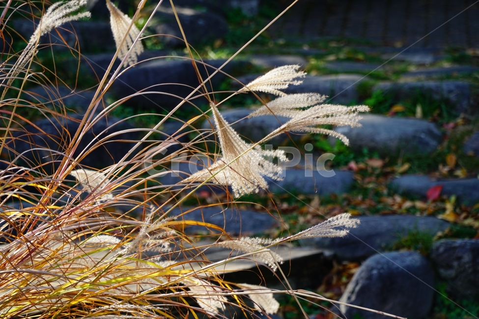 억새풀,갈대,식물,자연,풀,나무,풍경,nature,landscape,plants,감성,한국자연,한국,한국적인,korea,계절,season,가을,fall,autumn,tree,11월,감성사진,스냅,스냅사진,snap,snapshot,November,한국풍경,가을,계절,fall,autumn,season,식물,자연,plants,nature,plant,leaf,잎,grass,잔디