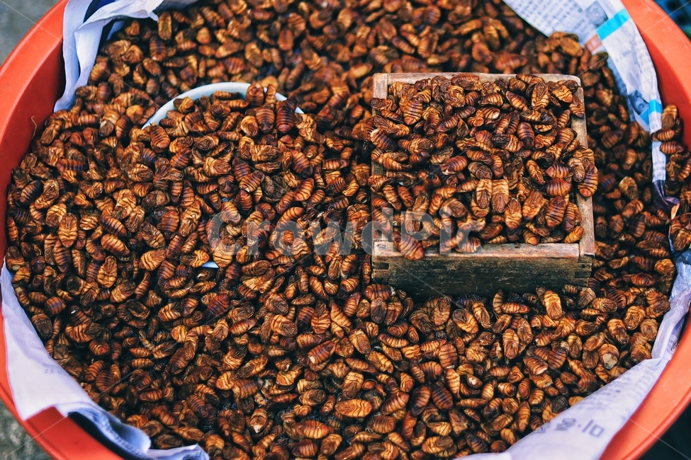 시장음식,뻔데기,번데기,영양식품,애벌래,길거리음식,음식,식재료,요리,food,cook,meal,dishes,food reserves