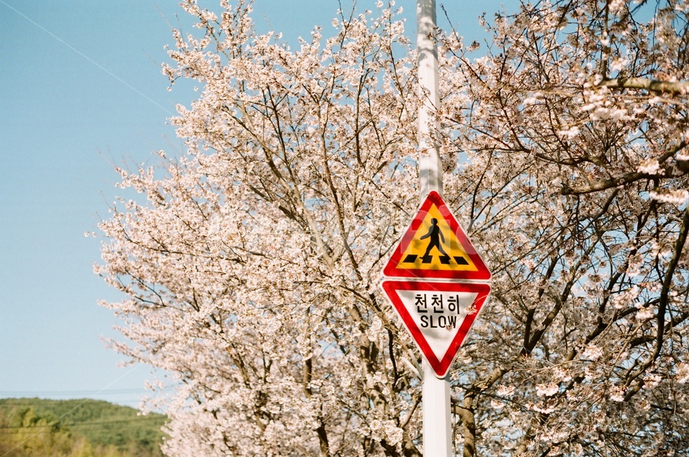 봄,벚꽃,벚꽃나무,파란하늘,구름,봄꽃,cherryblossoms,cherryblossom,spring,봄,계절,spring,season