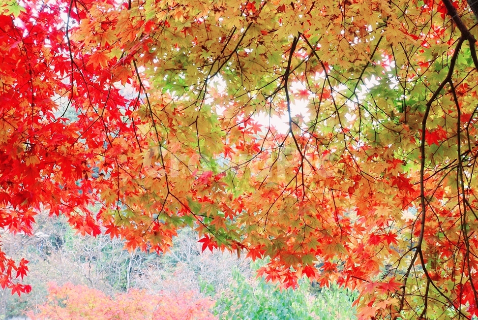 가을,단풍,자연,산,나무,가을,계절,fall,autumn,season,plant,식물,leaf,잎,tree,maple