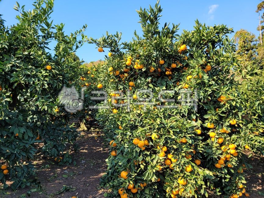 귤,감귤류과일,감귤,노지귤,노지감귤,과일,fruit,food