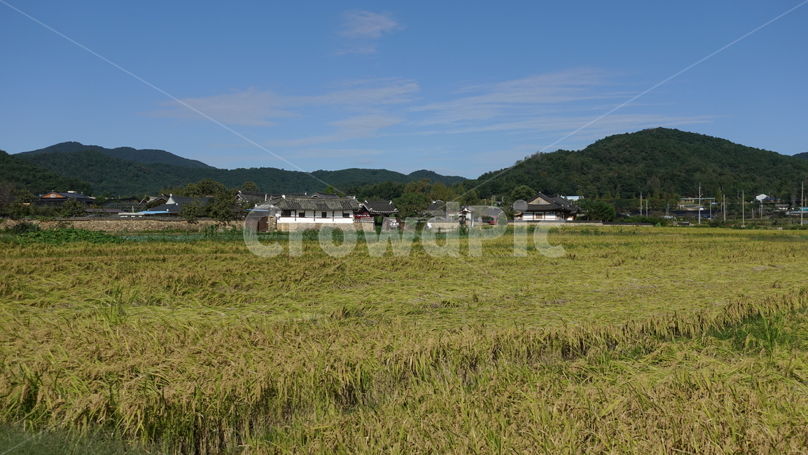 가을,논,paddyfield,blue,rice,추수,autumn,yellow,산맥,산,농업,농사,agriculture,farming,farming industry