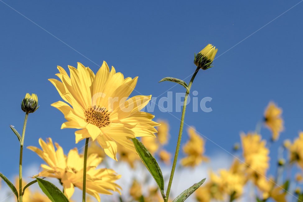 꽃,해바라기,하늘,봄,노란색,들판,공원,노란꽃,봄꽃,여름,flowers,flower,sky,yellow,blue,park,봄이미지,여름이미지,배경,바탕,바탕화면,배경화면,정원,가든,화단,예쁜,garden,nature,자연,계절,plants,season,spring,summer,식물,식물,자연,plants,nature,꽃,flower