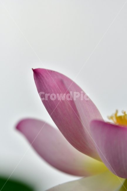 연꽃,꽃잎,연꽃잎,여름,연분홍,식물,자연,plants,nature,꽃,flower