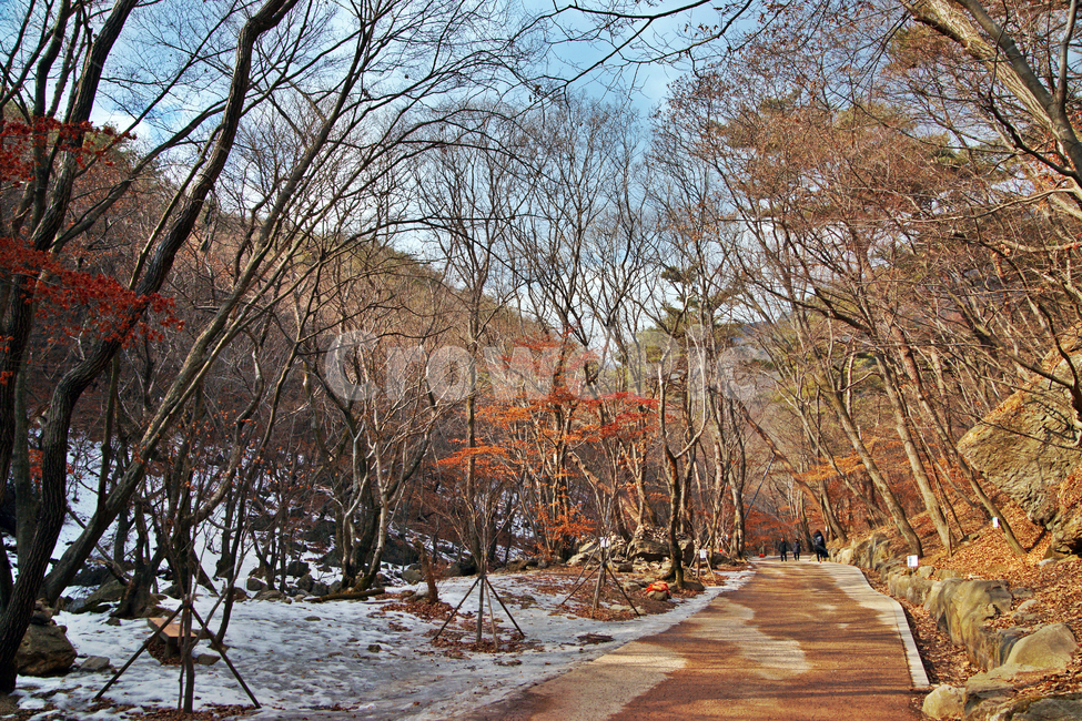 양평,탐방로,겨울,자연,용문산