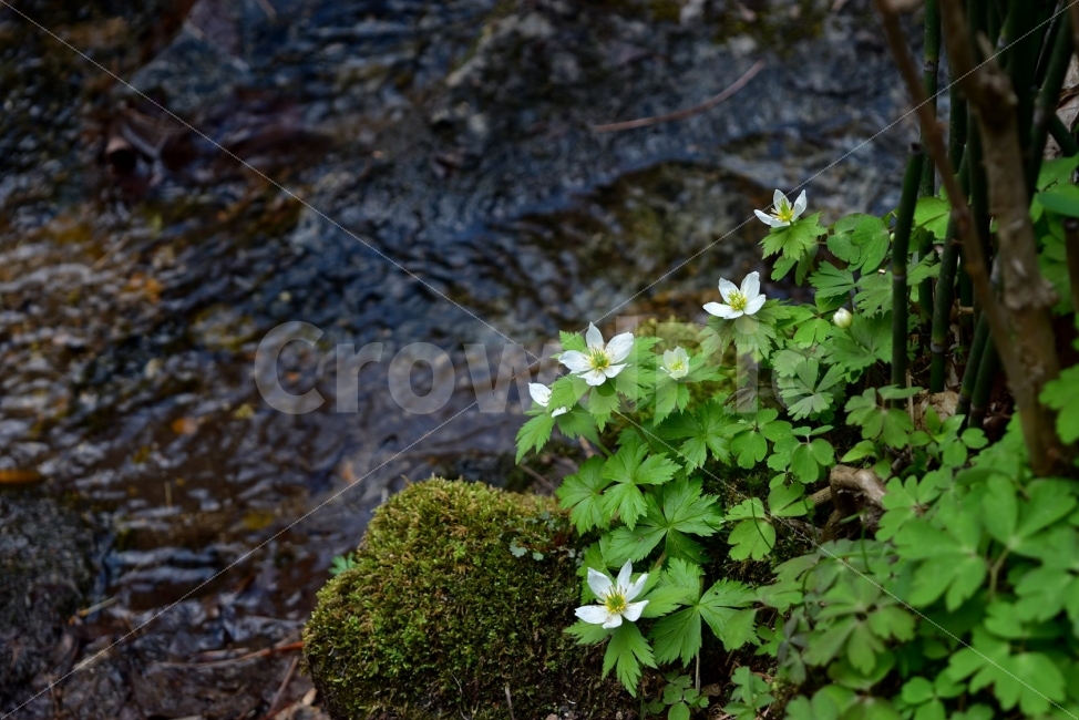 모데미풀,봄,야생화,꽃,청태산,강원도,봄꽃,고산야생화,감성,wildflower,산꽃,봄야생화,계곡,이끼,꽃말,슬픈추억,아쉬움,MegaleranthissaniculifoliaOhwi,금매화아재비,운봉금매화,식물,자연,식생,생태,식물,자연,plants,nature,꽃,flower