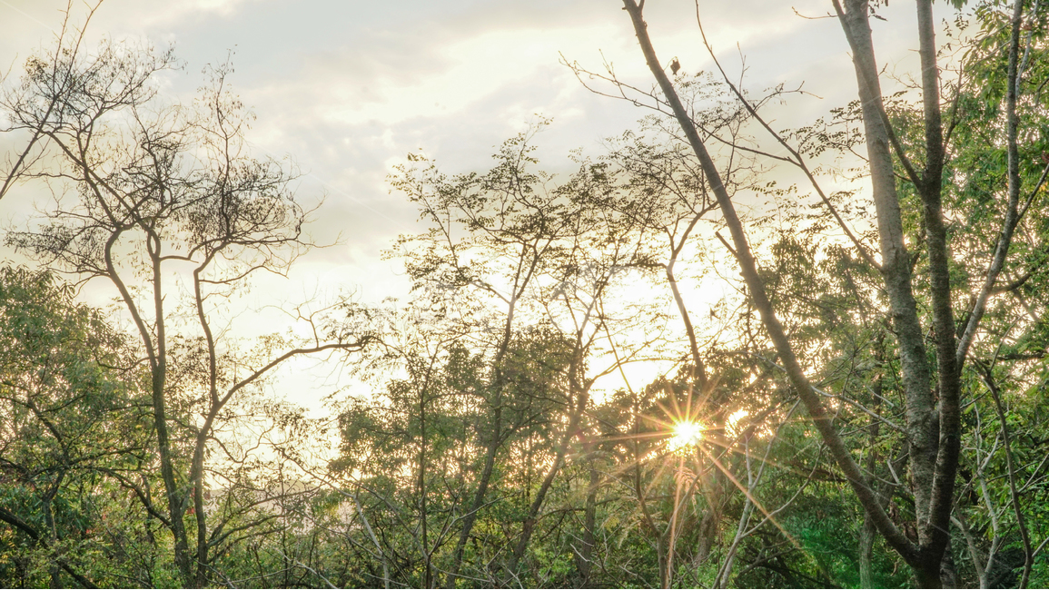 숲,일몰,산,나무,햇빛,forest,mountain,tree,sunshine,자연,풍경,nature,landscape,flare,플레어,light,빛,sunlight