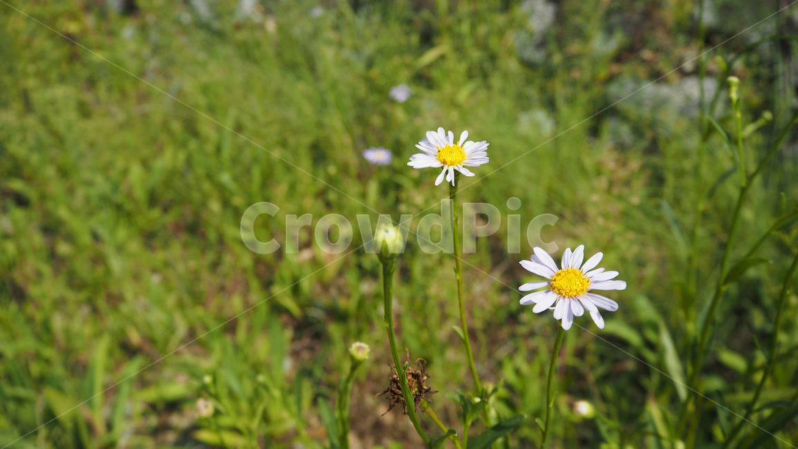야생화,꽃,식물,자연,옥외,데이지,daisy,wildflower,flower,plant,outdoors,nature,blossom,식물,자연,plants,nature,꽃,flower