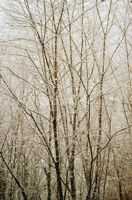 눈,필름,필름사진,소풍,감성,감성사진,심미적,plant,식물,tree