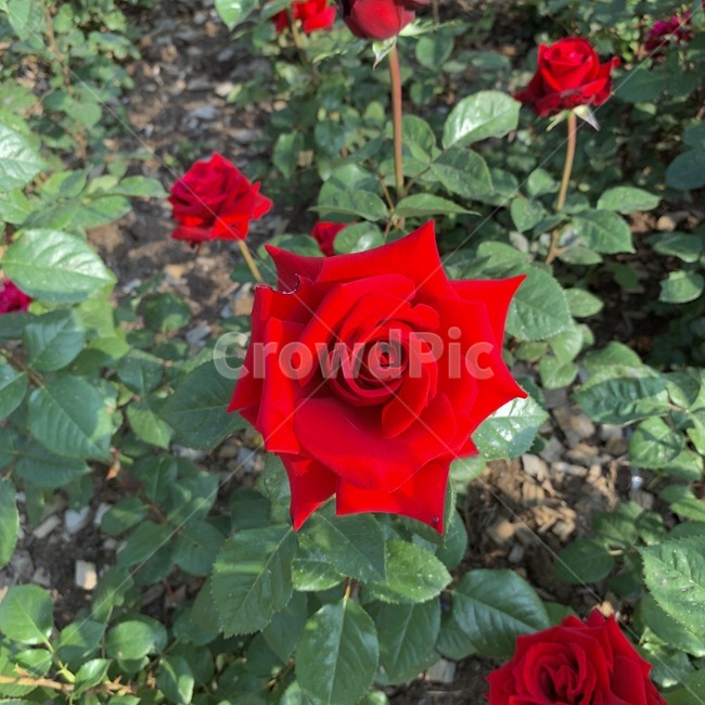 장미,빨간장미,꽃,붉은장미,rose,빨강색,빨간,봄,봄꽃,꽃축제,정원,꽃밭,식물,자연
