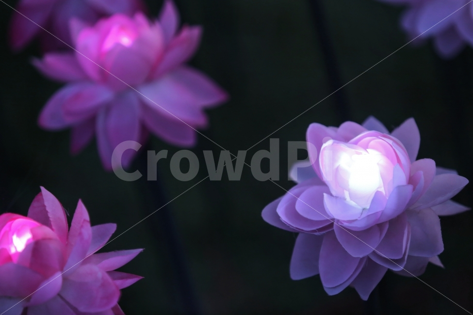 연꽃,빛,꽃,분위기,아름다움,flower,light,night,밤,저녁,여행,야경,밤,풍경,nightscape,night,landscape,plant,식물,blossom