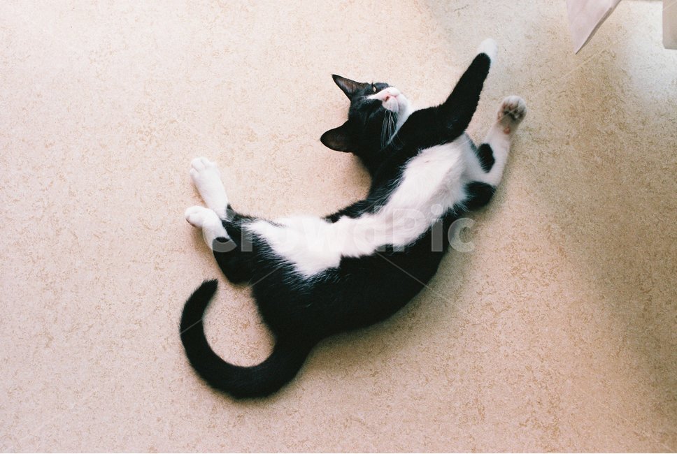 고양이,아기고양이,애기고양이,코리안쇼컷,검정고양이,동물,animal,포유류,mammal,고양이,cat,kitten,kitty