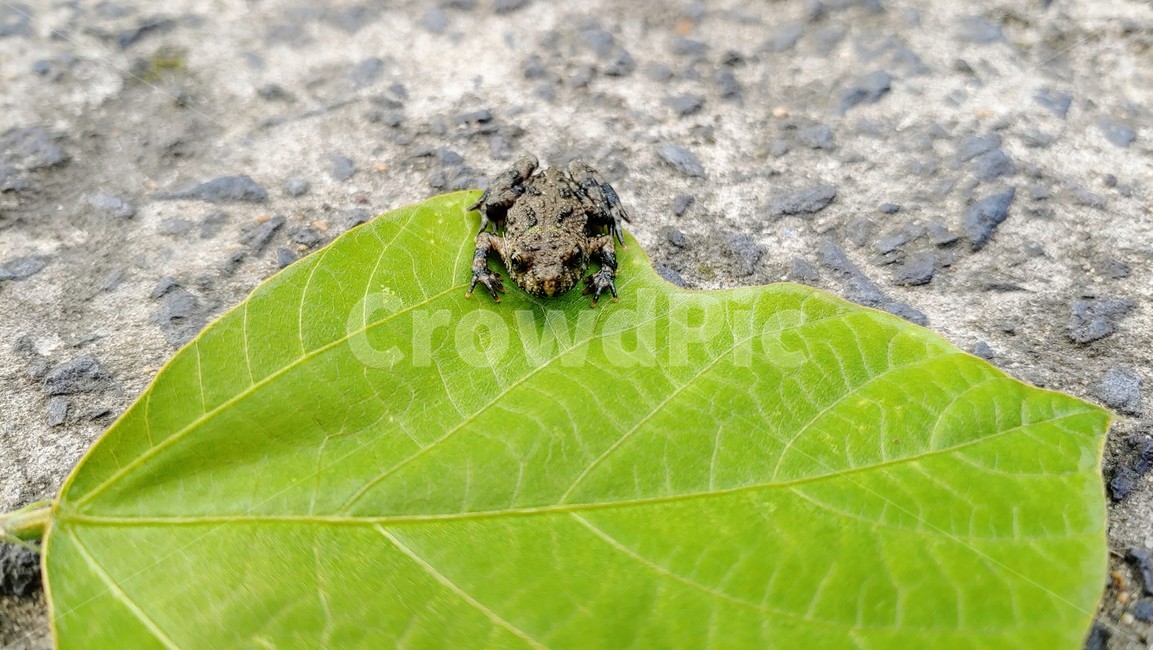 개구리,frog,babyfrog,nature,새끼개구리,작은개구리,leafandfrog
