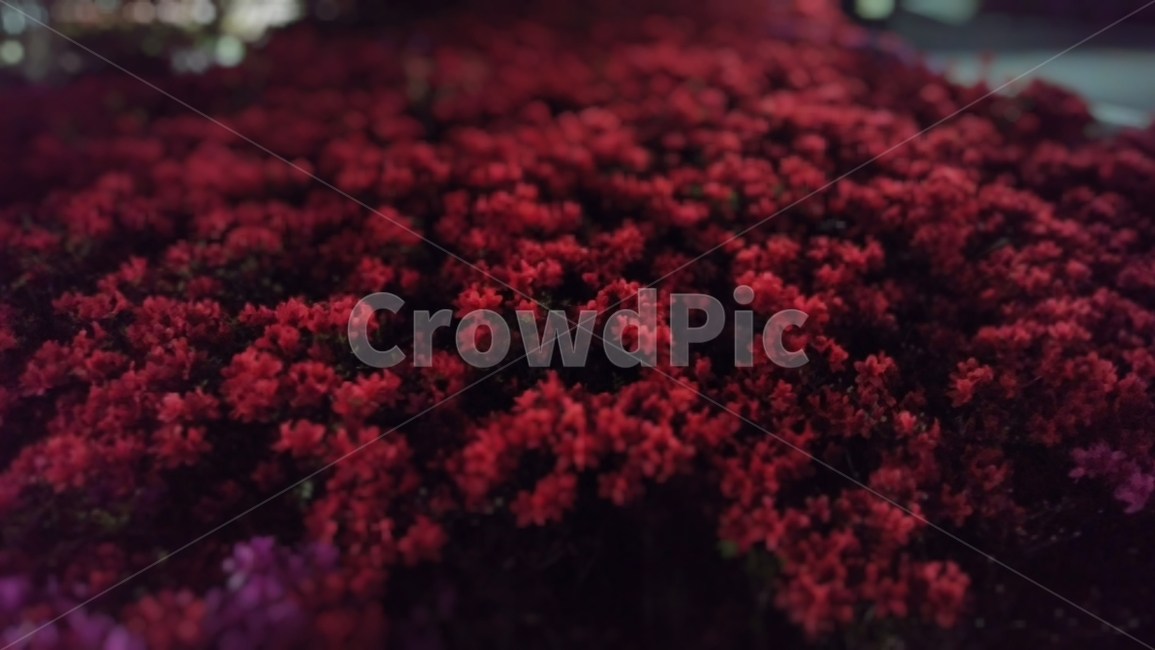꽃,식물,붉은색,야간,밤,flower,plant,red,night,식물,자연,plants,nature,꽃,flower