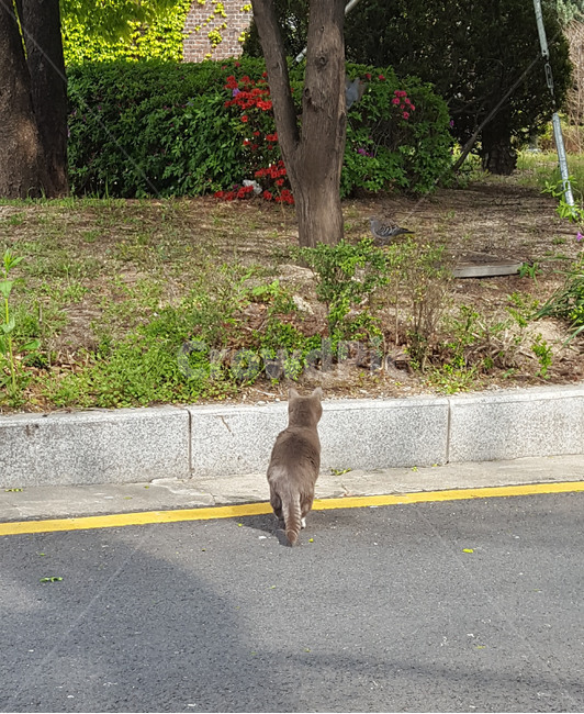 pigeon,roadside,prey,tension,tree,back,cat,road name,Back,keep an eye on,floor,Pay close attention