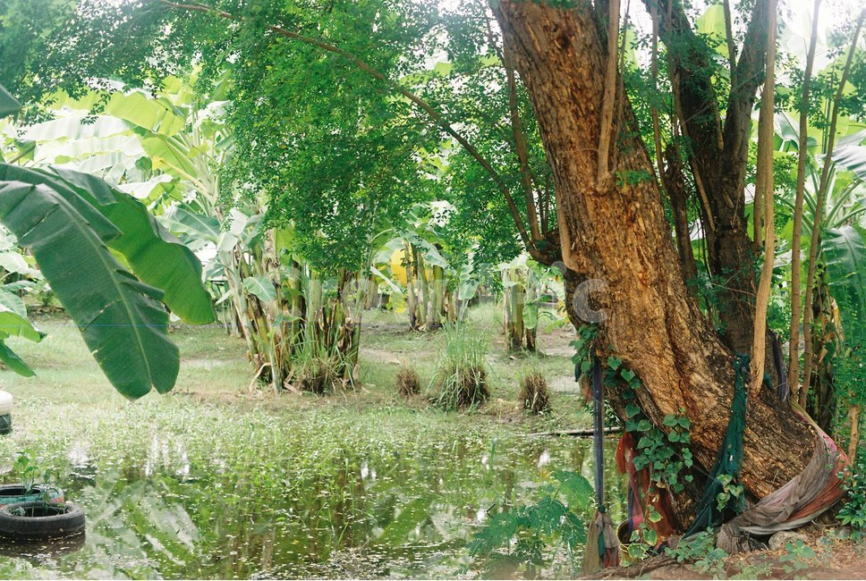 바나나,바나나농장,방콕,농장,나무,울창한,습한,필름사진,자연,풍경,nature,landscape,plant,식물,tree