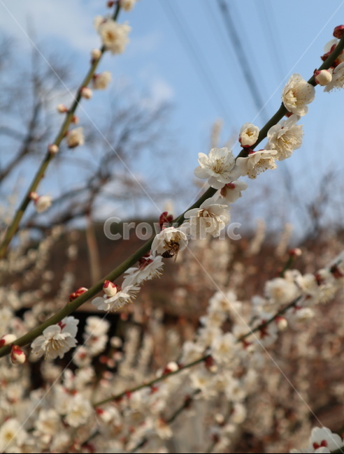 봄,꽃,식물,매화,자연,spring,flower,nature,botanic,식물,자연,plants,nature,꽃,flower