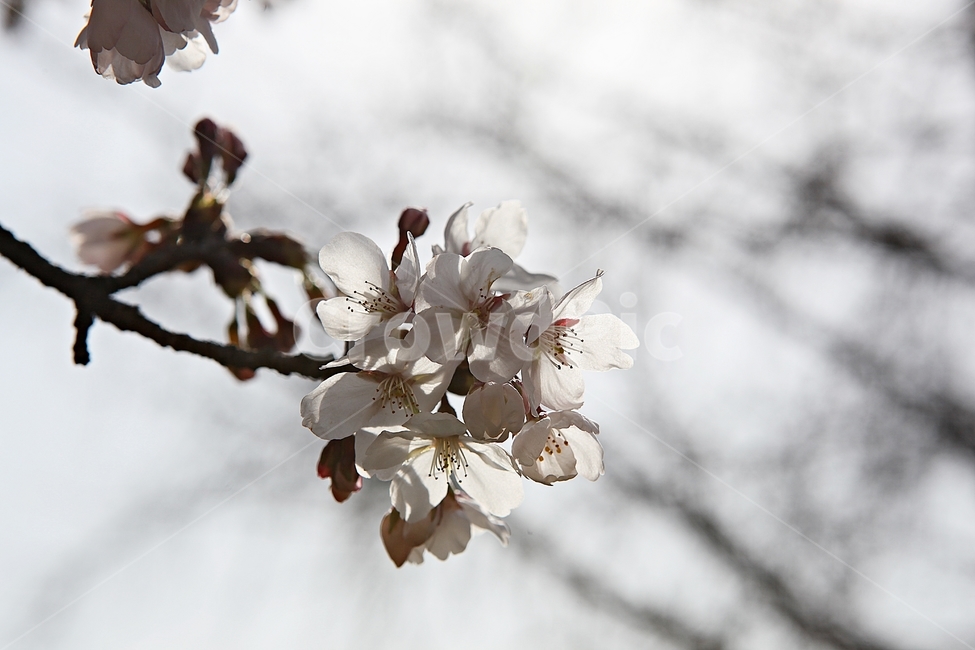 벅꽃,벗나무,벗꽃잎,봄꽃,꽃잎,식물,자연,공원,식물,자연,plants,nature,꽃,flower