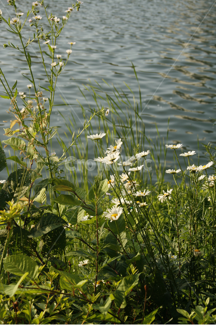 호수,여름,식물,물결,공원,꽃,빛,식물,자연,plants,nature,꽃,flower