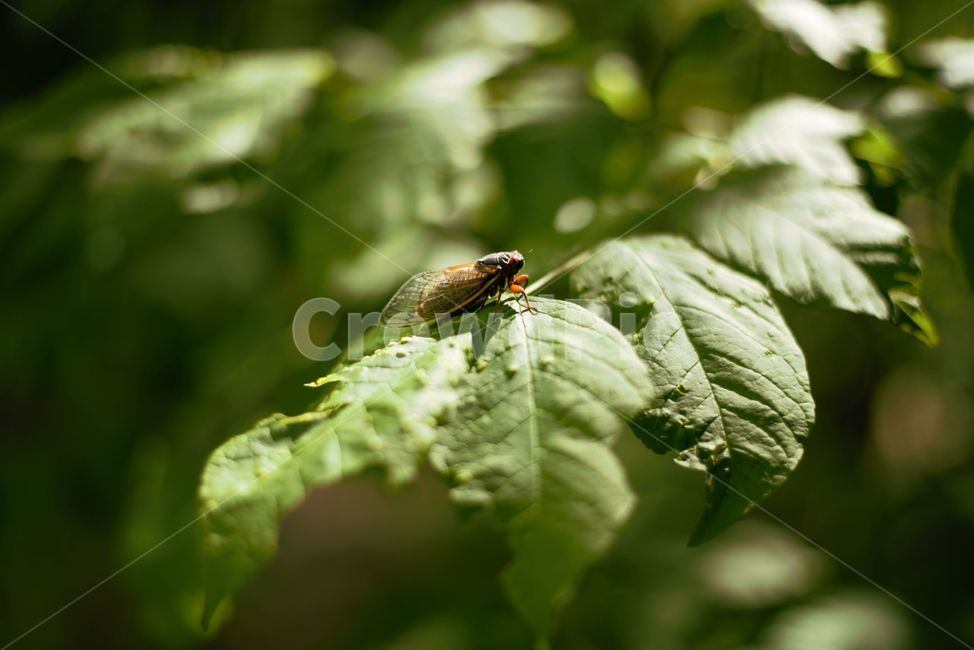 매미,곤충,벌레,여름,그늘,동물,animal,곤충,벌레,insect,bug