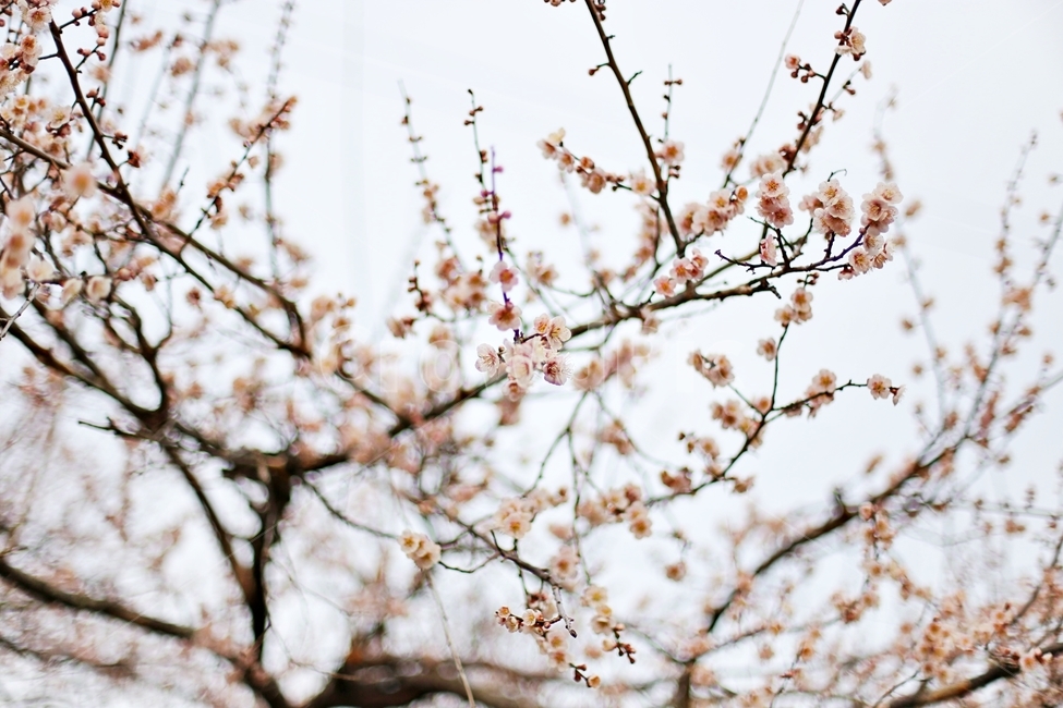 하동,경남하동,매화마을,매화축제,매화꽃,매화,꽃,flower,hadong,봄,계절,spring,season,식물,자연,plants,nature,꽃,flower,plant