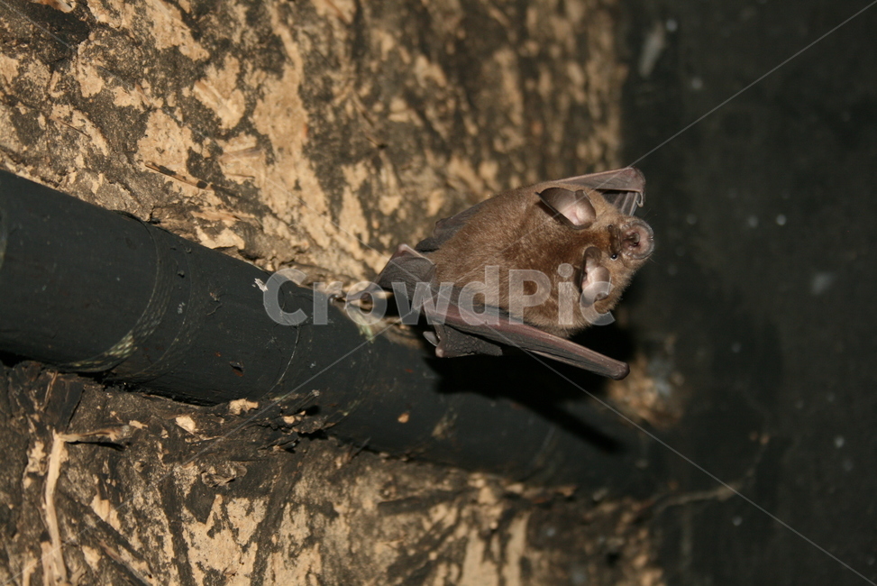 관박쥐,한국관박쥐,포유류,야생동물,동굴동물,야행성,동물,animal,포유류,mammal