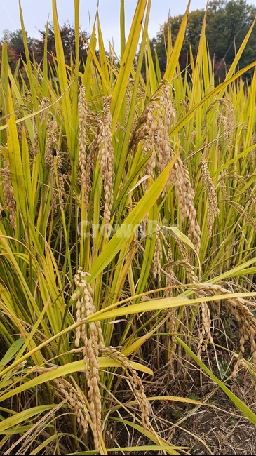 벼,가을,식물,곡물,벼이삭,초목,들,자연,plant,nature,field,contryside,paddyfield,산업,industry,industrial,농업,농사,agriculture,farming,farming industry