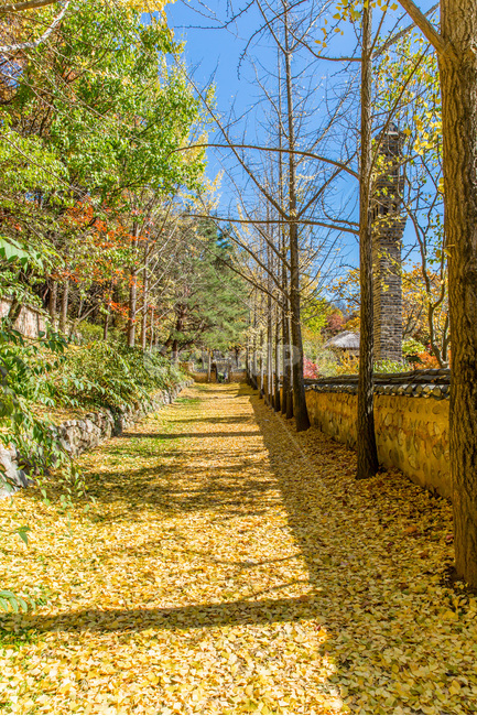 돌담길,가을,낙엽,단풍,감성,담벼락,고궁,가을,계절,fall,autumn,season,자연,풍경,nature,landscape,한국자연풍경,한국자연경관,korea nature landscape,path,통로,tree,나무,plant,식물,walkway,보도
