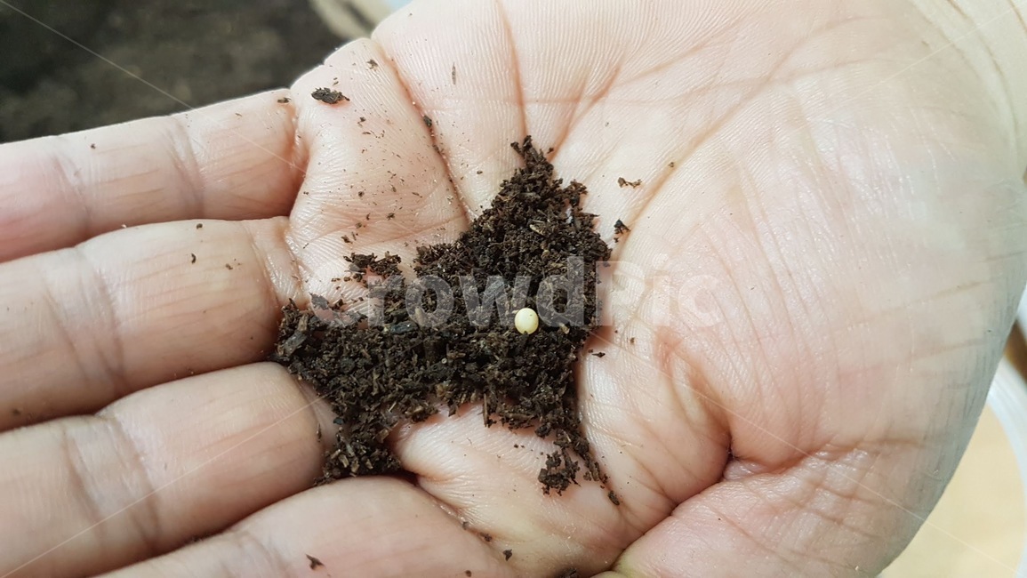 알,사슴벌레,자연,탐구,nature,bug
