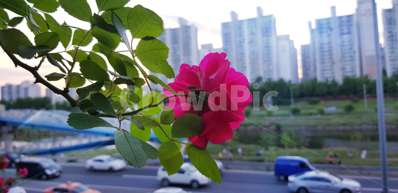 장미,장미꽃,빨간장미꽃,꽃,나뭇잎