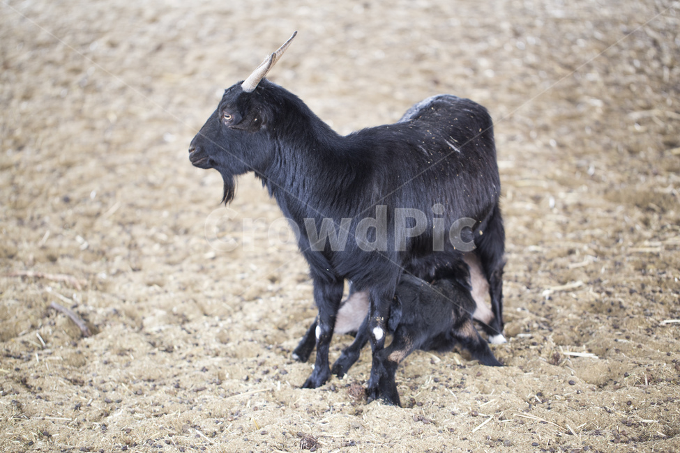 염소,흑염소,동물,포유류,초식동물,동물원,새끼,가족,동물,animal,포유류,mammal,목축업,목장,livestock farming,ranching,pasture
