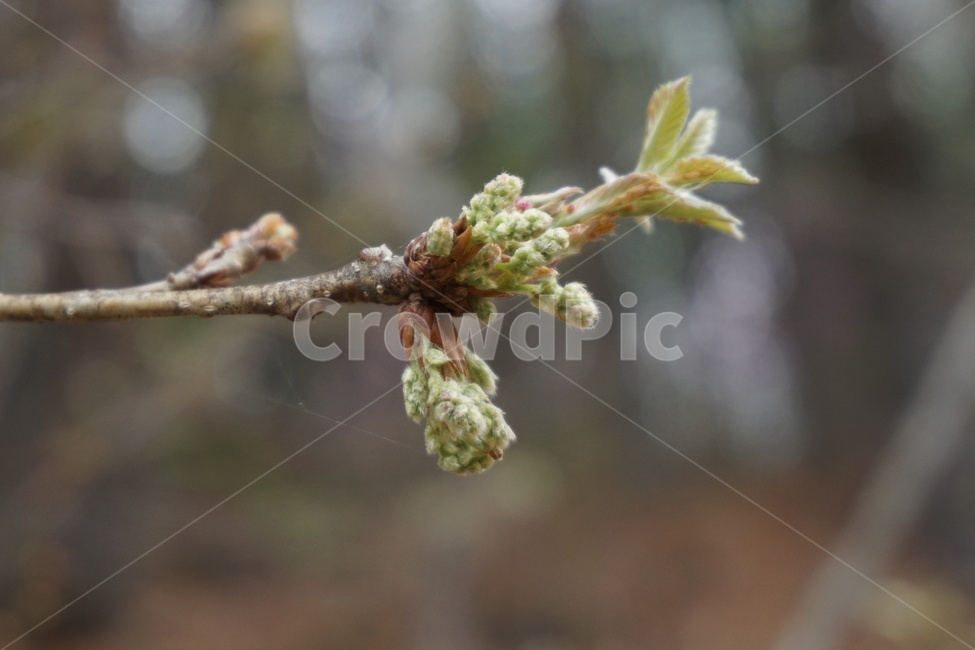 봄,3월,진달래나무,나뭇가지,새순,녹색,4월,봄,계절,spring,season,식물,자연,plants,nature,tree,나무,plant,conifer,구과 식물