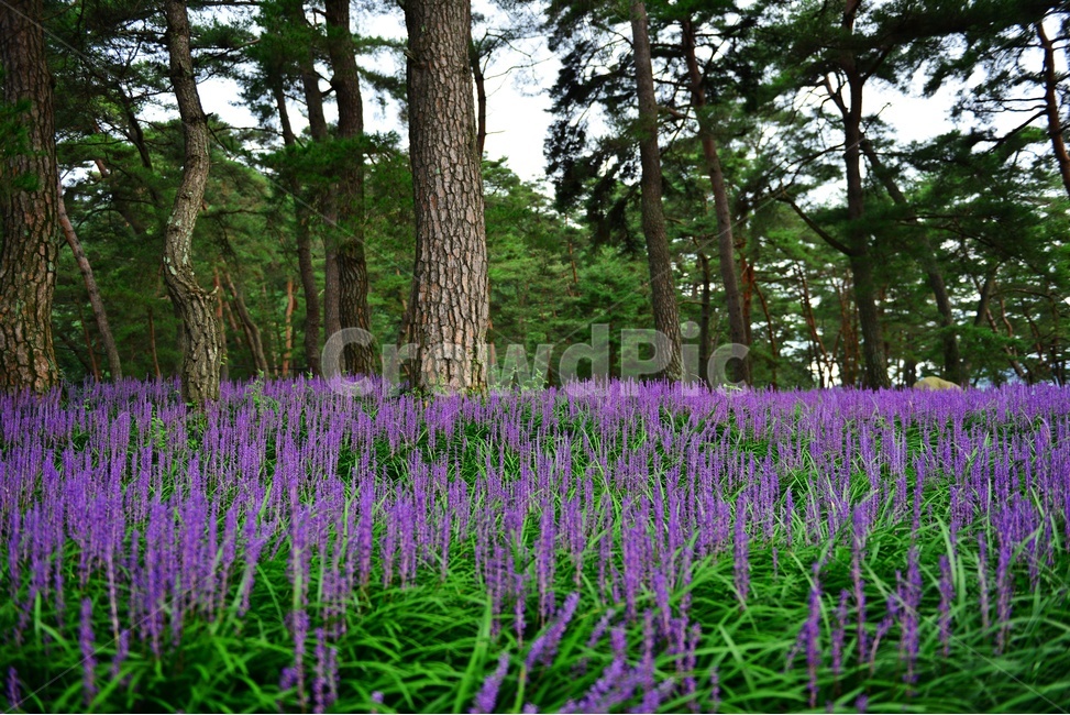 plant,식물,blossom,flower,꽃,garden,정원,outdoors,옥외,맥문동,맥문동꽃,맥문동솔숲,소나무,솔숲,경북,상주,상주솔숲맥문동,솔숲맥문동,자연,풍경,nature,landscape