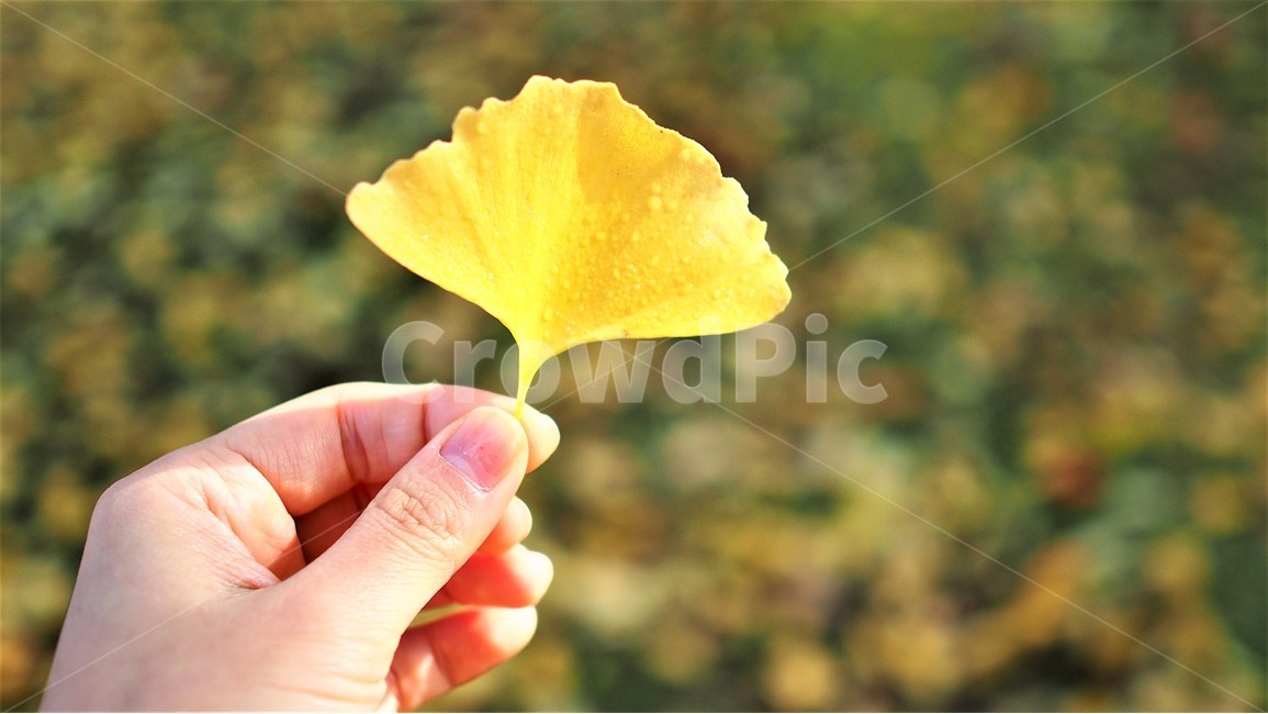 가을,나뭇잎,낙엽,은행잎,노란색,감성,손가락,yellow,leaf,단풍,가을,계절,fall,autumn,season,사람,인물,인간,human,person,신체일부,몸,body
