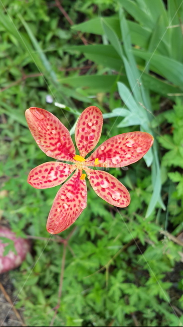 참나리꽃,물방울,꽃,꽃말,깨끗한마음,plant,flower,truelilies,아름다움,식물,자연,plants,nature,꽃,flower