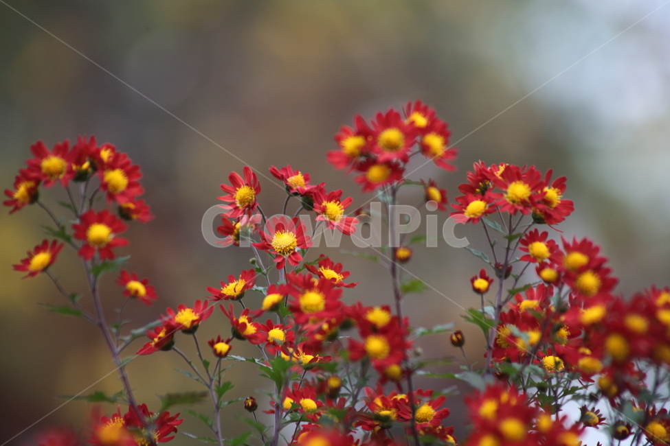 국화,식물,꽃,가을꽃,chrysanthemum,식물,자연,plants,nature,꽃,flower