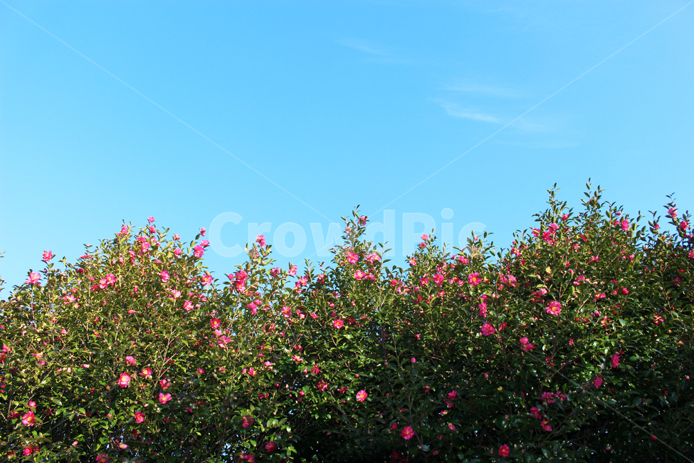 하늘,풍경,꽃,나무,파란,자연,배경,sky,flower,tree,식물,자연,plants,nature,꽃,flower